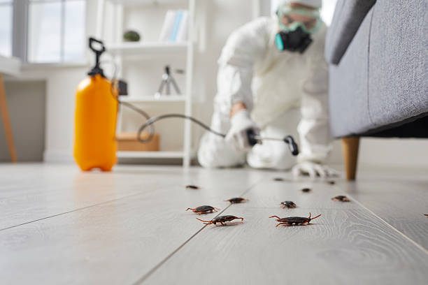Commercial Rodent Management in Swannanoa